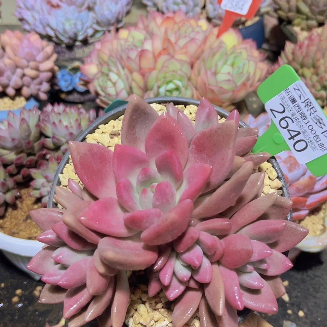 2640桃花源多肉植物