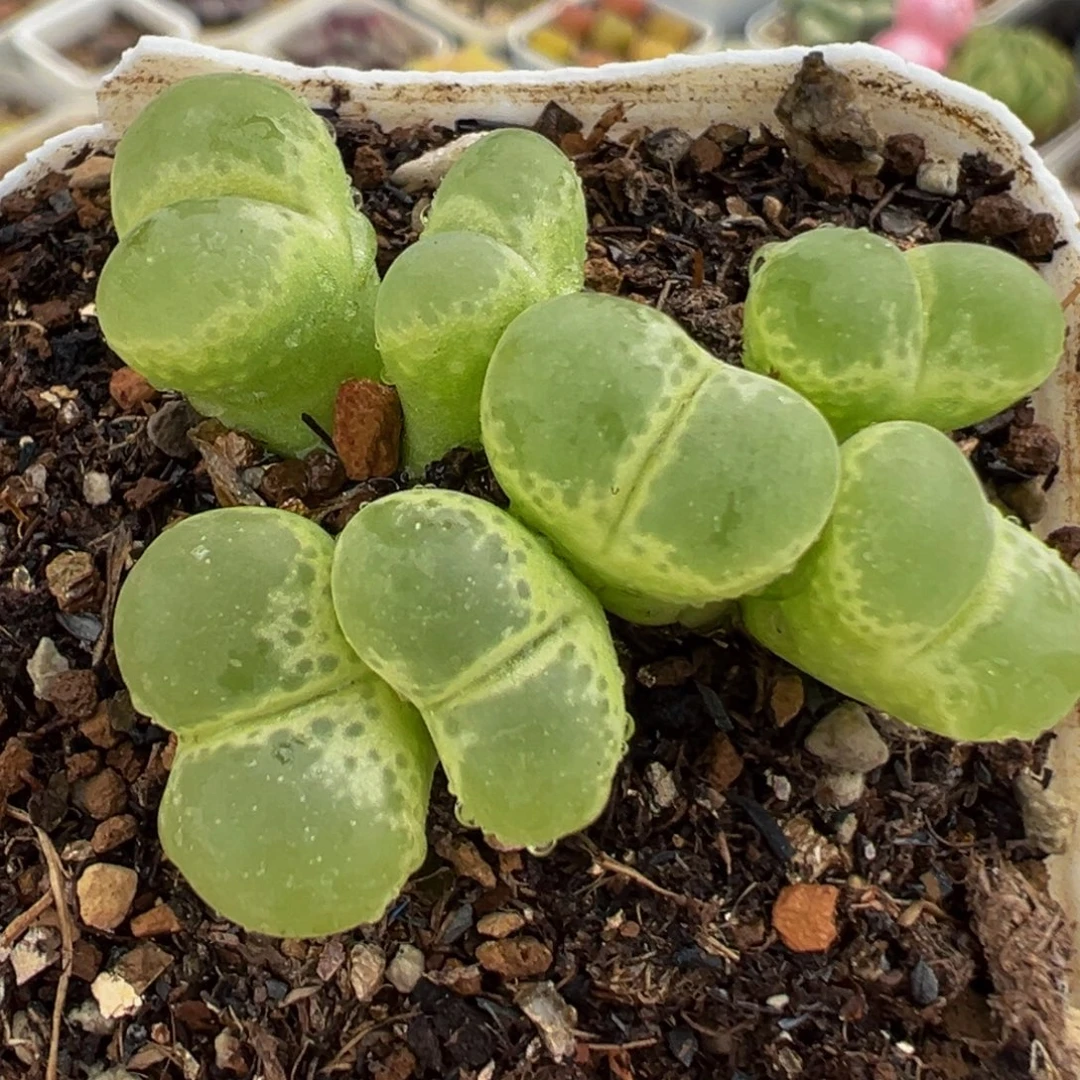 752多肉植物种类多样