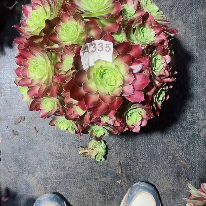 多肉法师锦福利款335