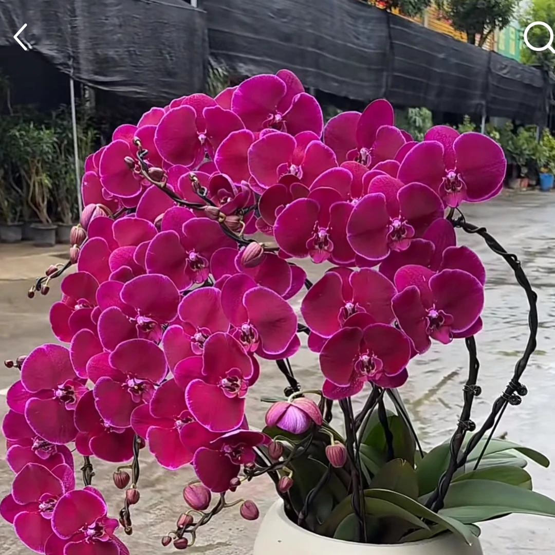 霓虹灯蝴蝶兰3.5成熟苗不带花带花剑