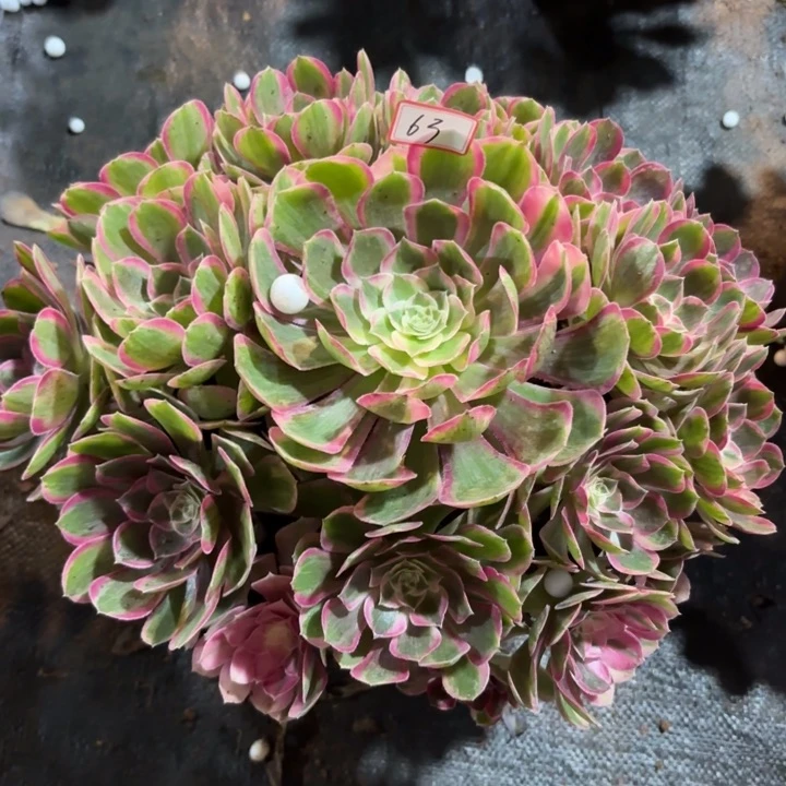 063孔雀翎不包化水小损