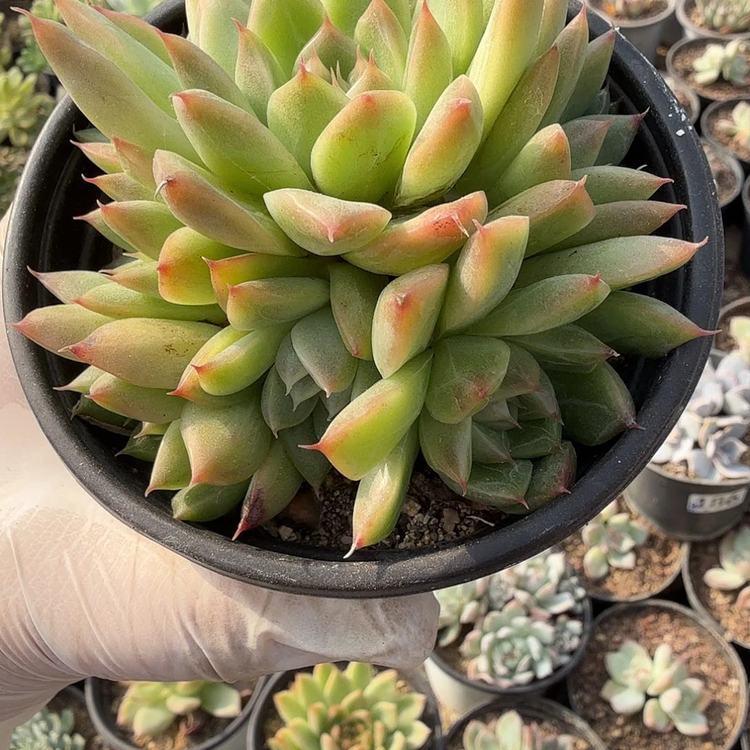 187多头无砍十公分麦秆群满20包邮