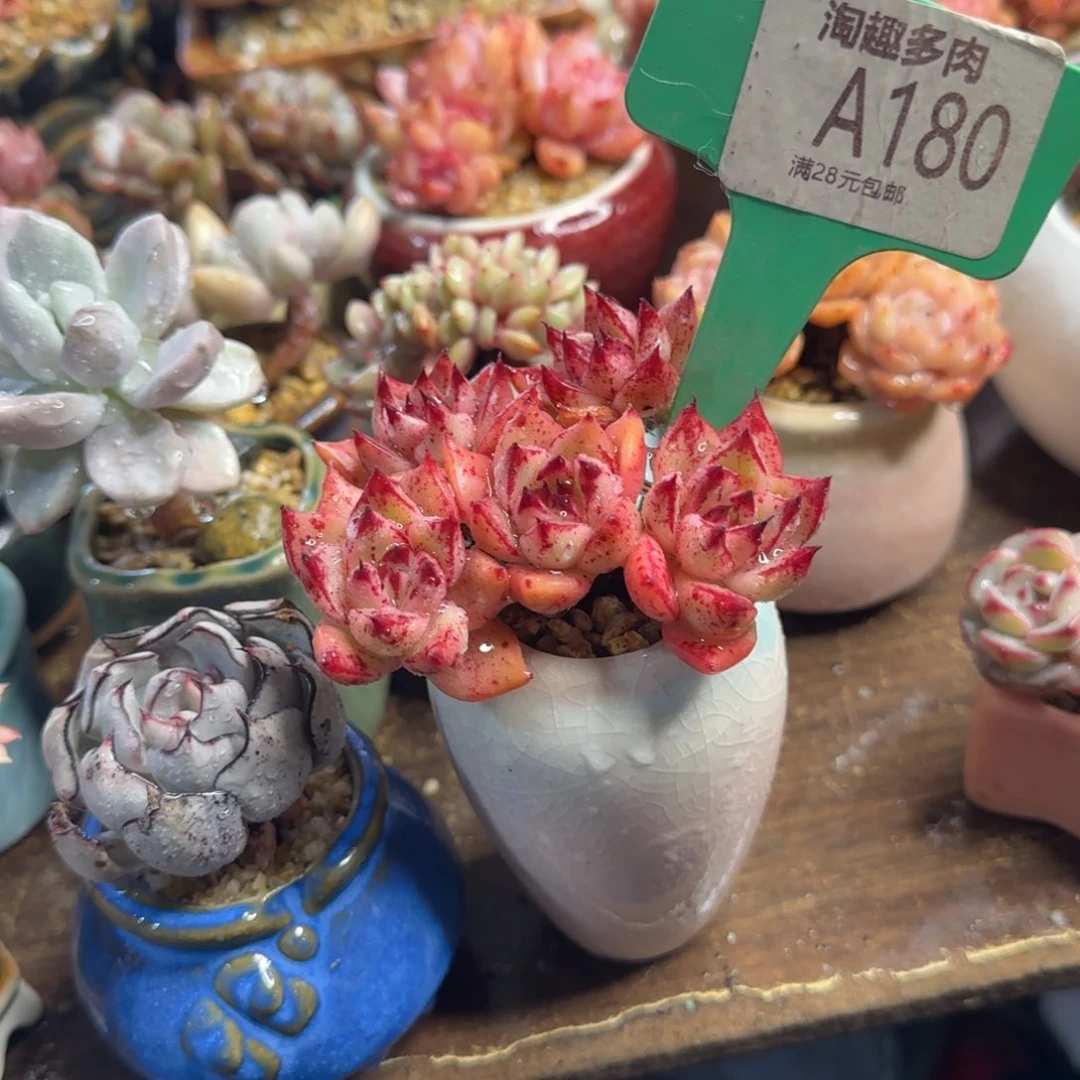 不****～多肉植物11111111