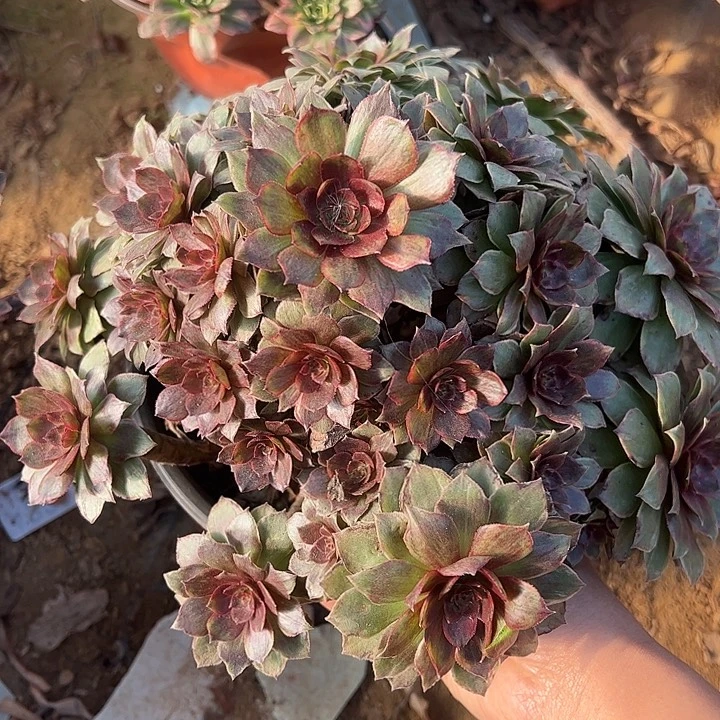 红霞多肉植物684.