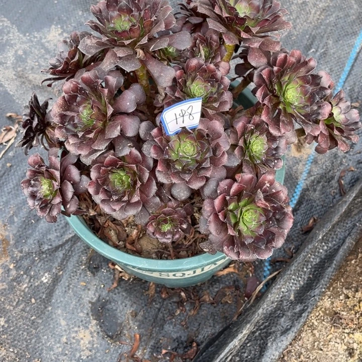 198墨桐多肉植物法师