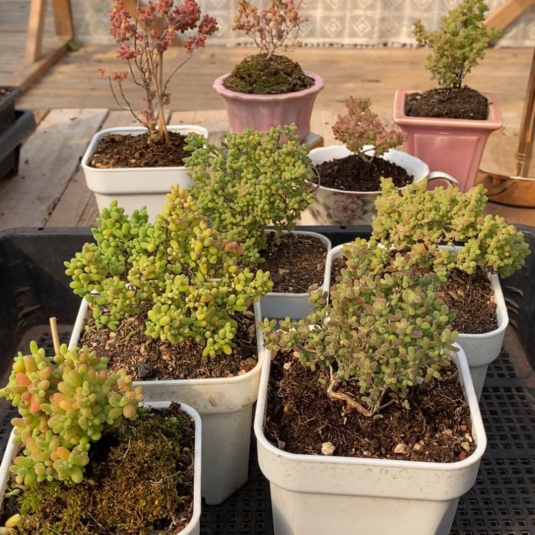 枝干蜜桔糖球来了哦236