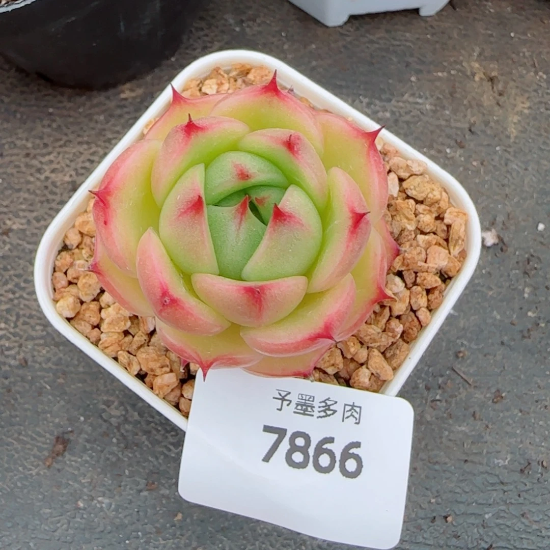 玉玲珑，7866多肉植物