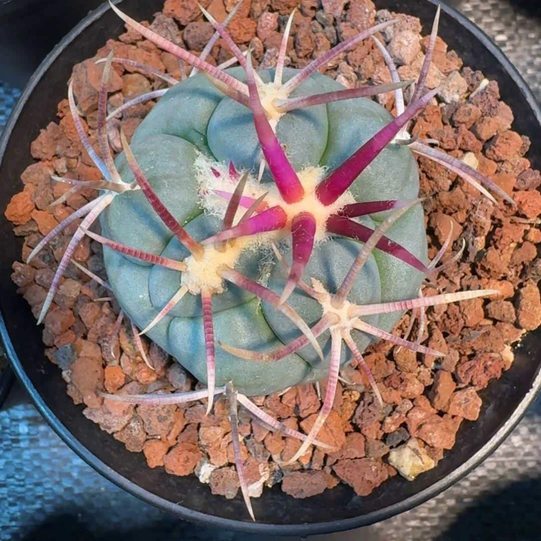 仙人球绯冠龙实生根