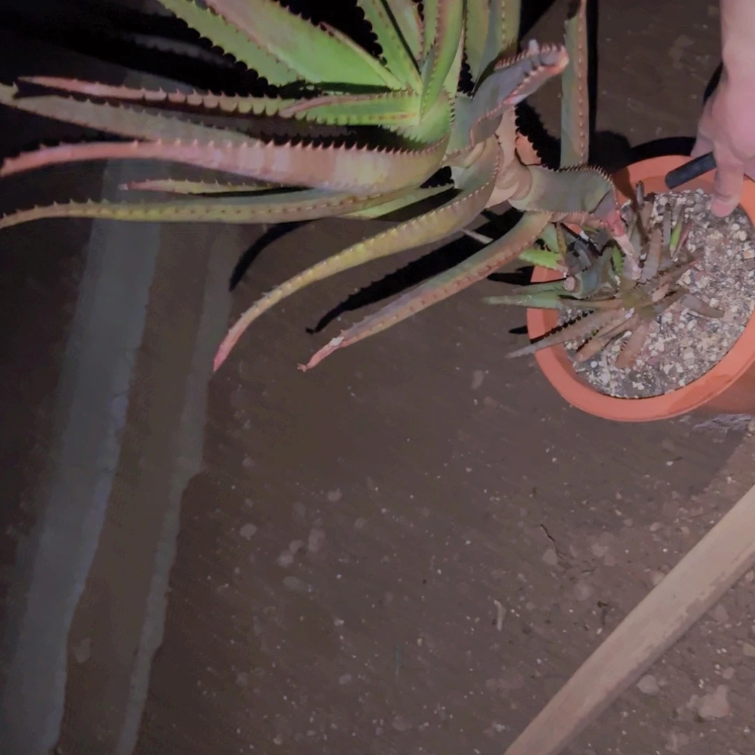 乐*遥块根植物块根植物块根