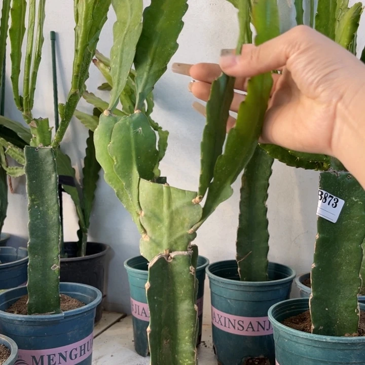 当前无花栽培后可以开花900