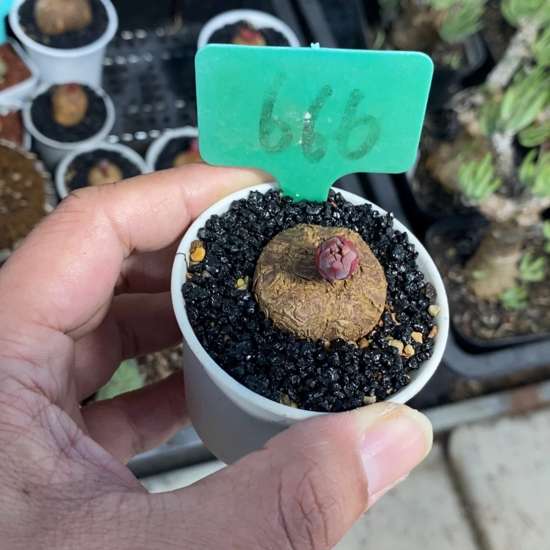 玫瑰大戟多肉植物