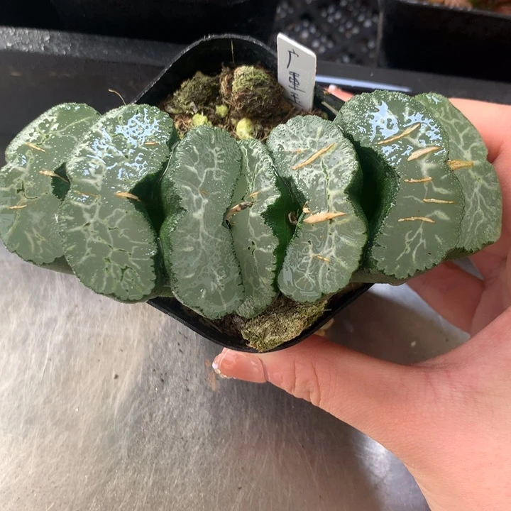 广重玉扇一物一拍