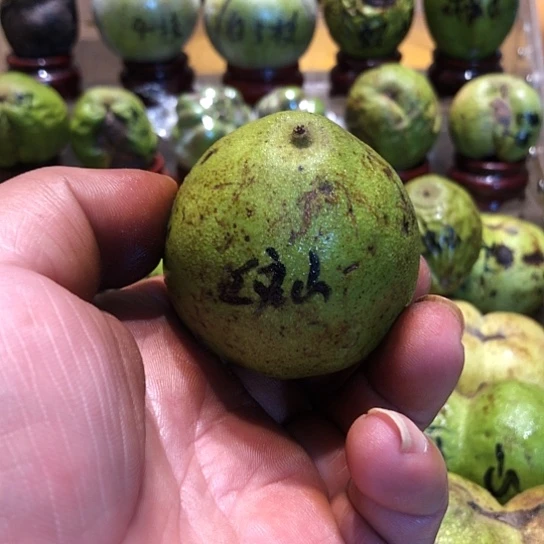吊坠桃核核桃核桃