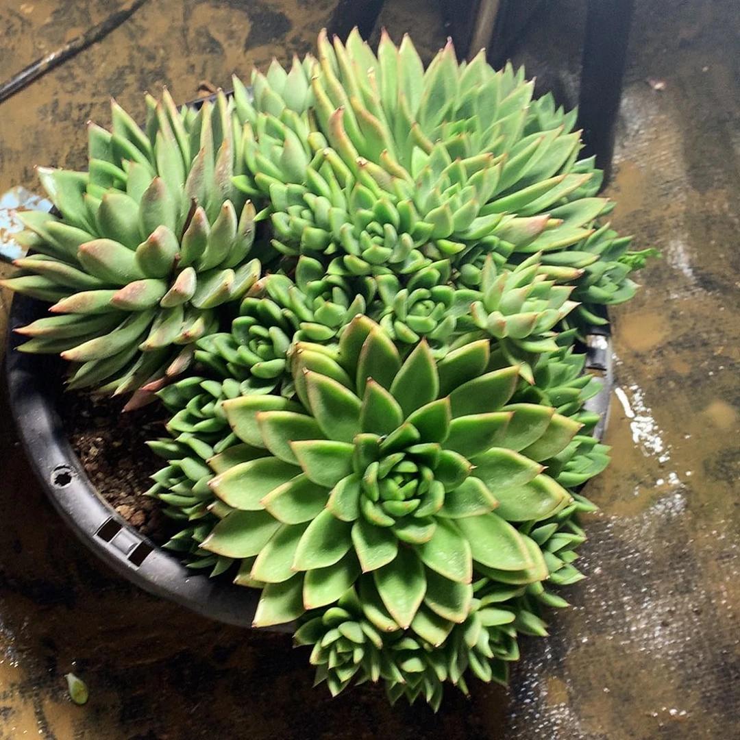 东云杂一物一拍22-15