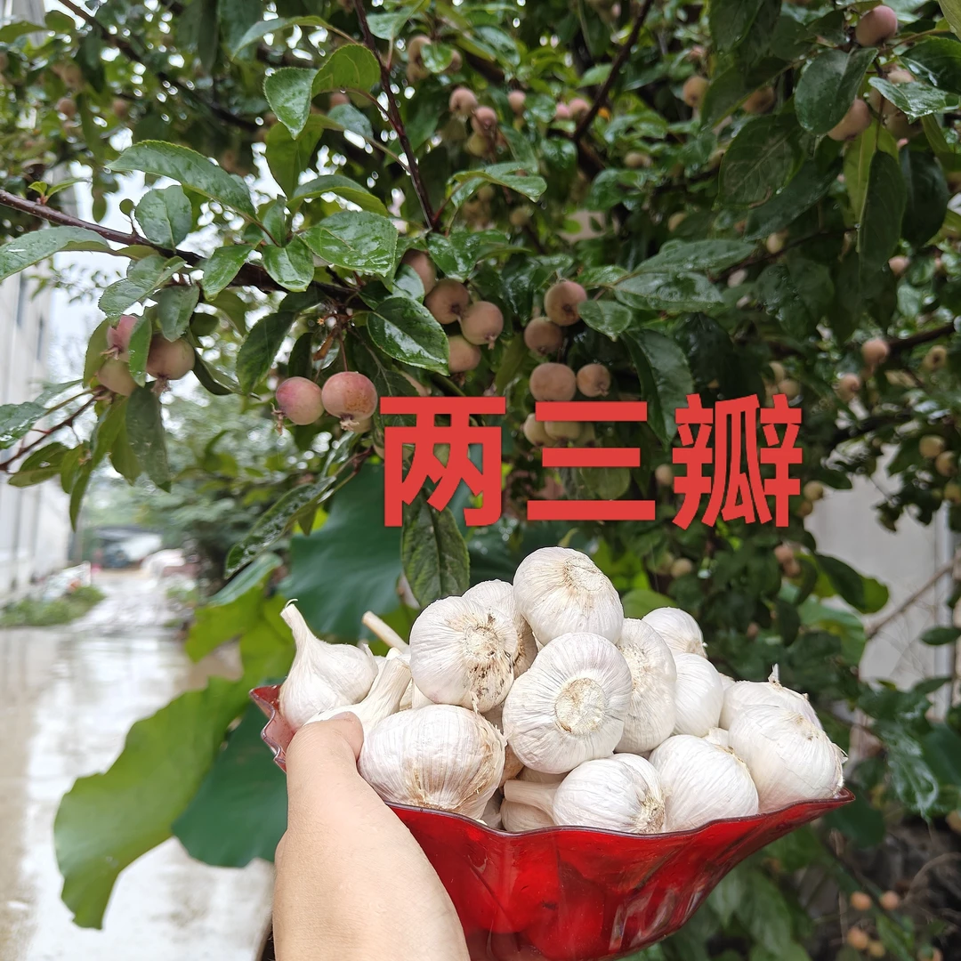 苍山四六瓣老品种干蒜香辣脆粘可种植的新鲜大蒜