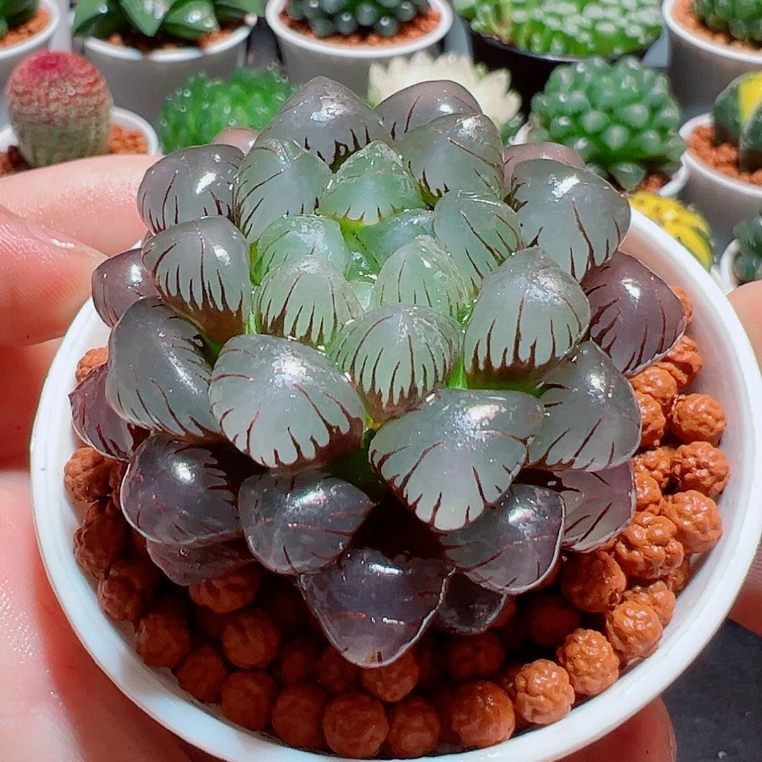 紫冰灯多肉多肉多肉