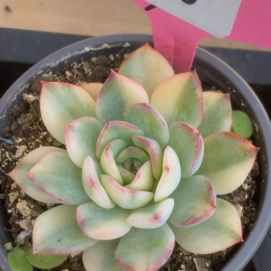 349雨燕座锦锦锦锦锦锦