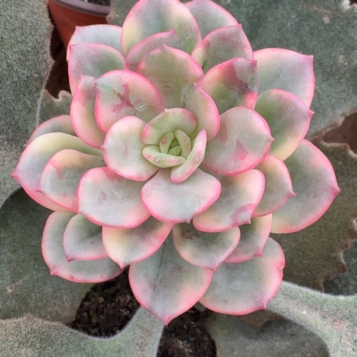 芙***斯花旦一物一拍好看