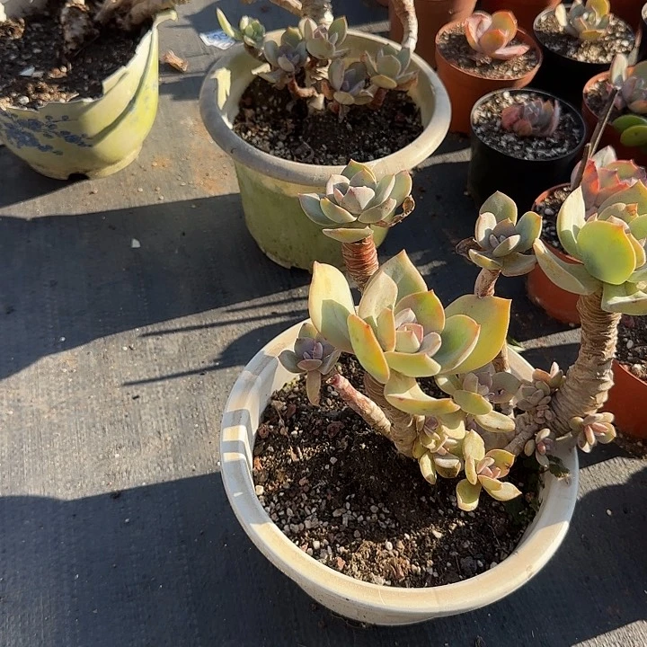 大**贵020无售后白凤脱土发货不退不换