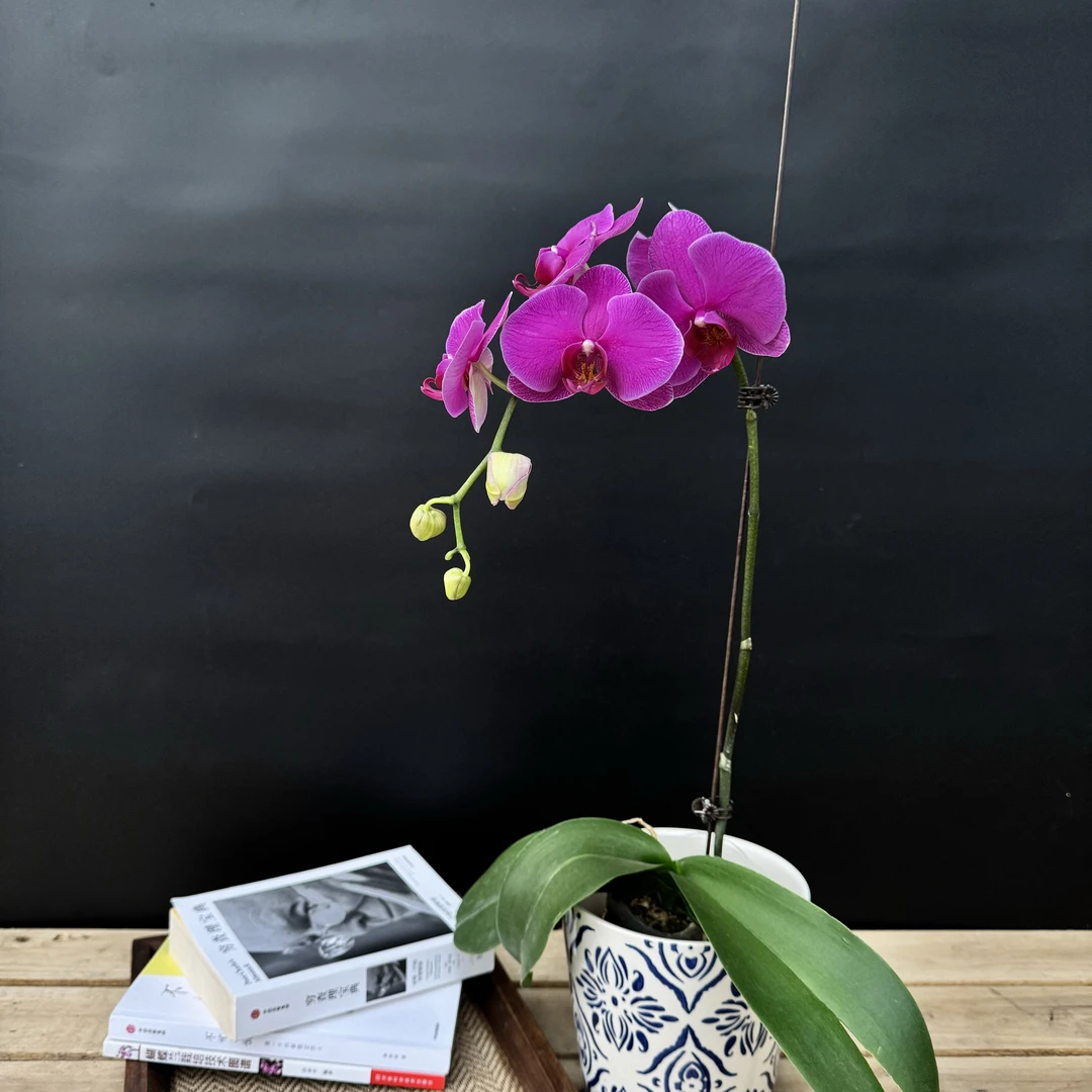 蝴蝶兰【梦叶罗丽】精品观花盆栽昆明基地直发