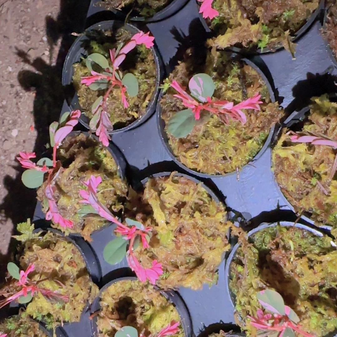 块根植物块根植物