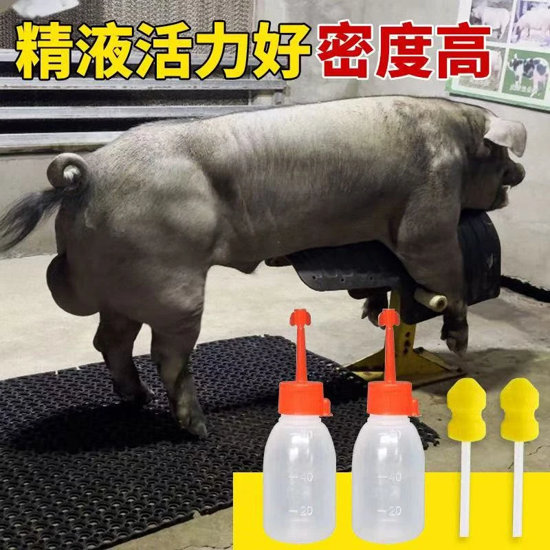 国寿黑黑猪母猪公猪猪精包邮对版生态养殖原种优质猪精