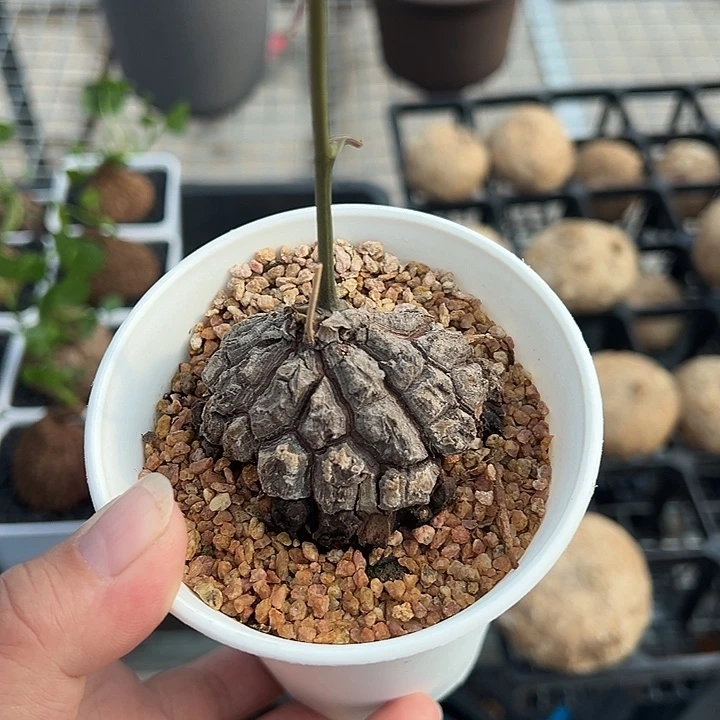 墨西歌龟甲龙多肉植物