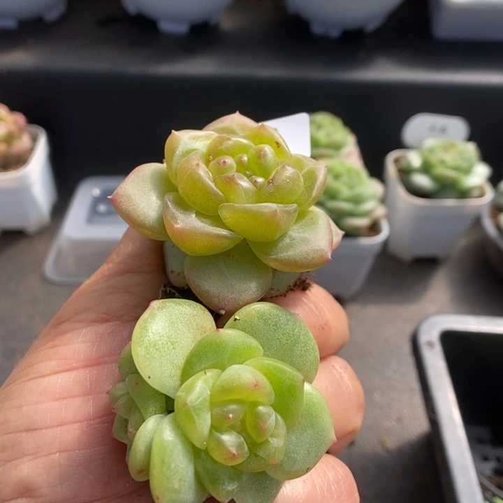 一物一拍一物一拍1111-133