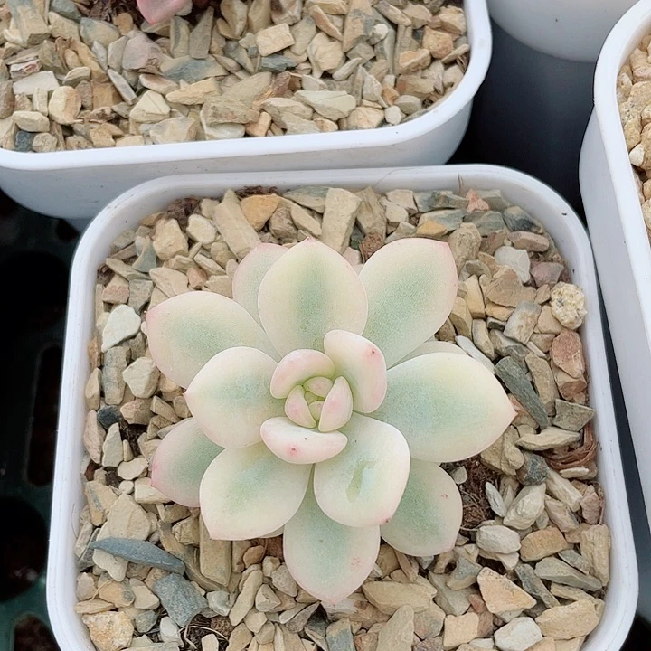 橙梦露宽锦。锦龙多肉