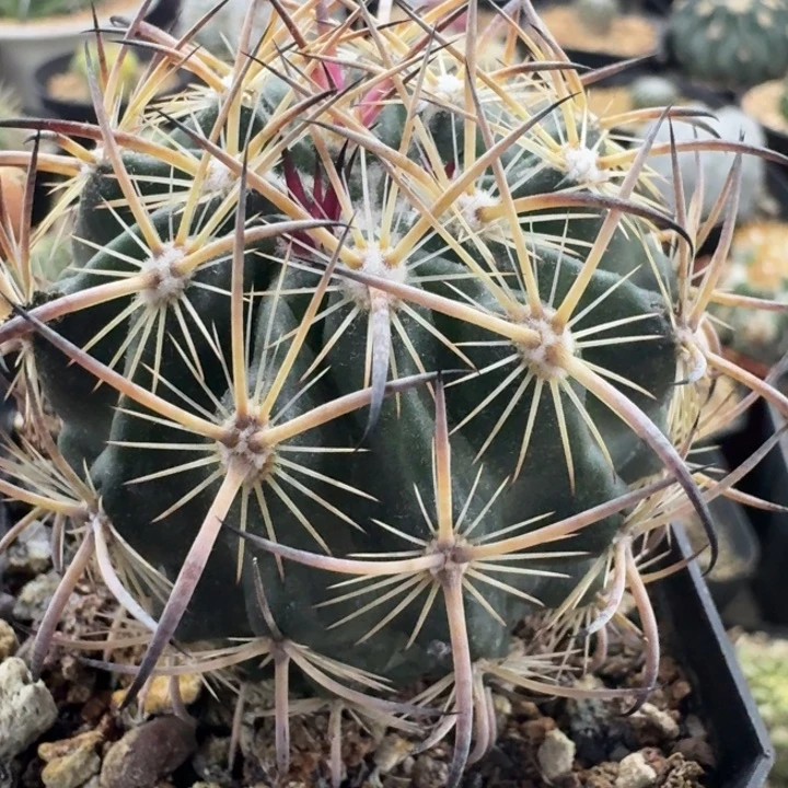 虎爪玉实生仙人球