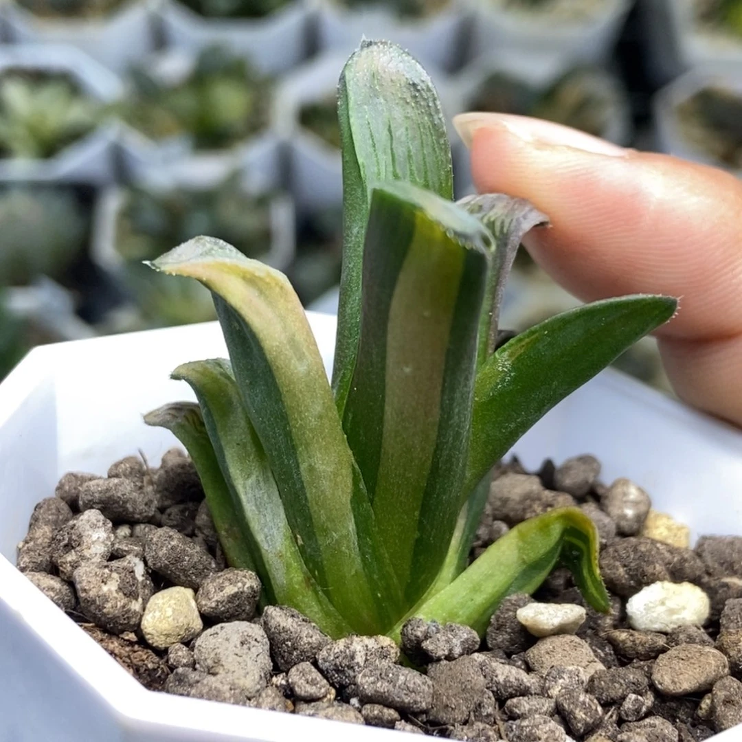 无菌播白夜实生锦一物一拍