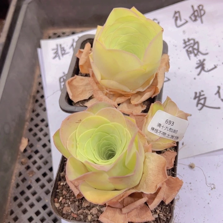 693 裸根不带土发货不包损