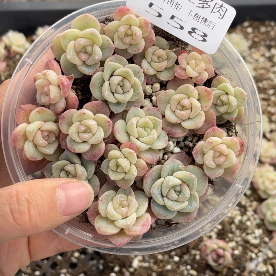 糕大上多肉植物558