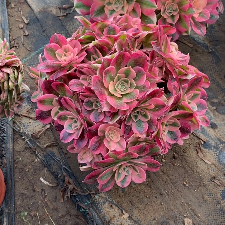 女巫56多肉法师法师