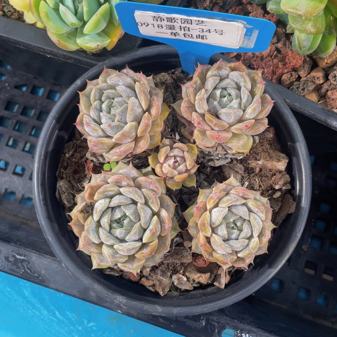 0918-34-玛丽贝尔一刻