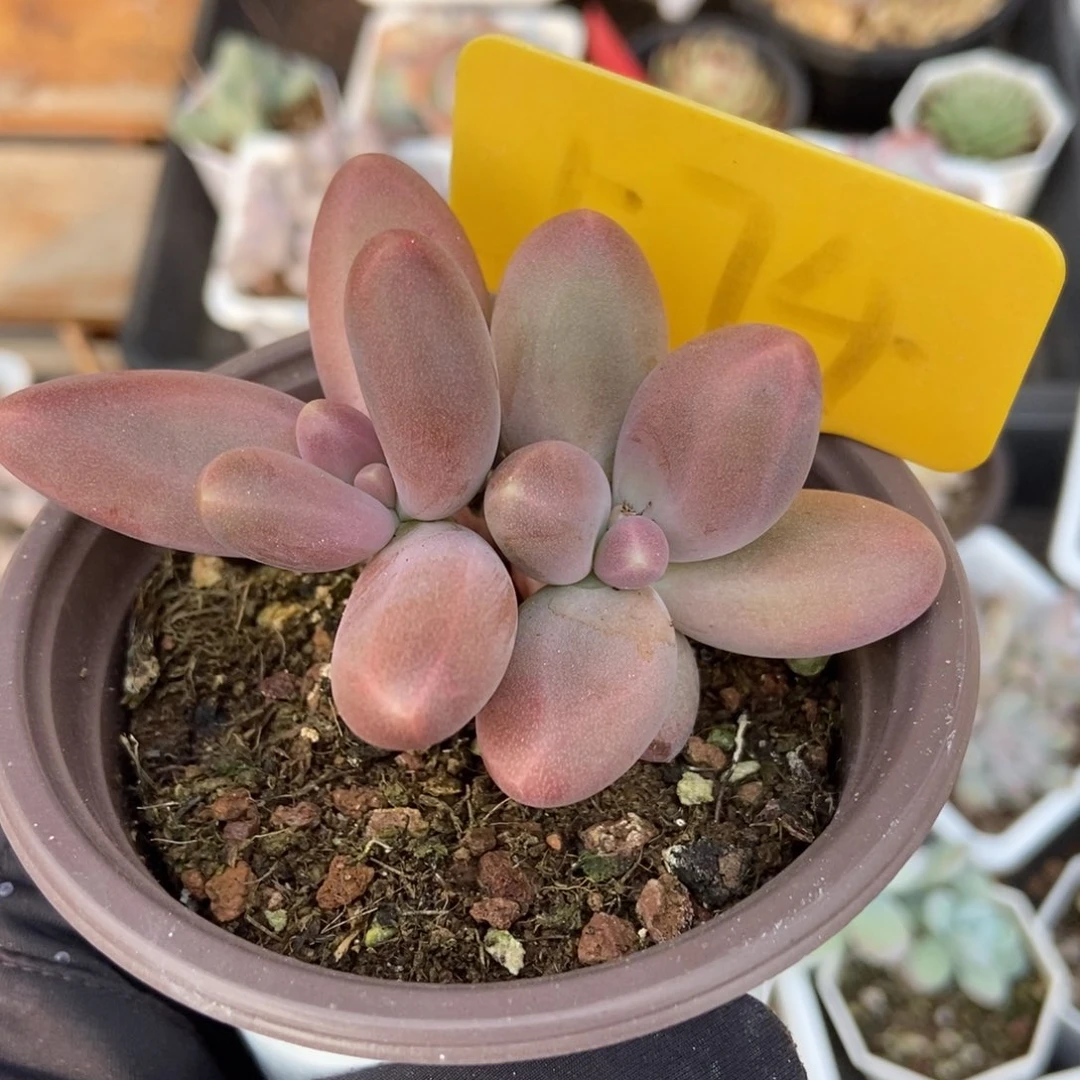 574糖果美人多肉植物