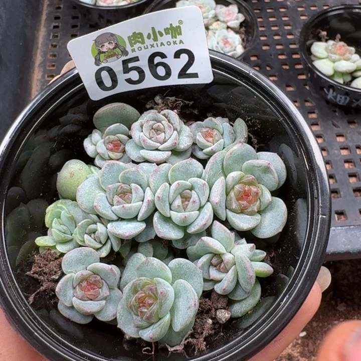 香***吖多肉植物多肉植物