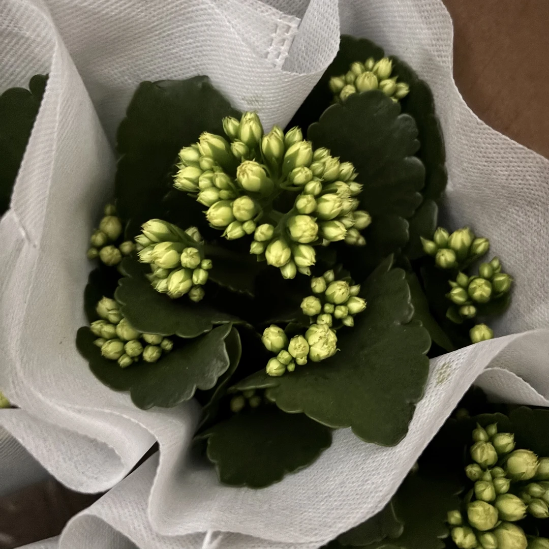 彩虹糖长寿花11厘米盆