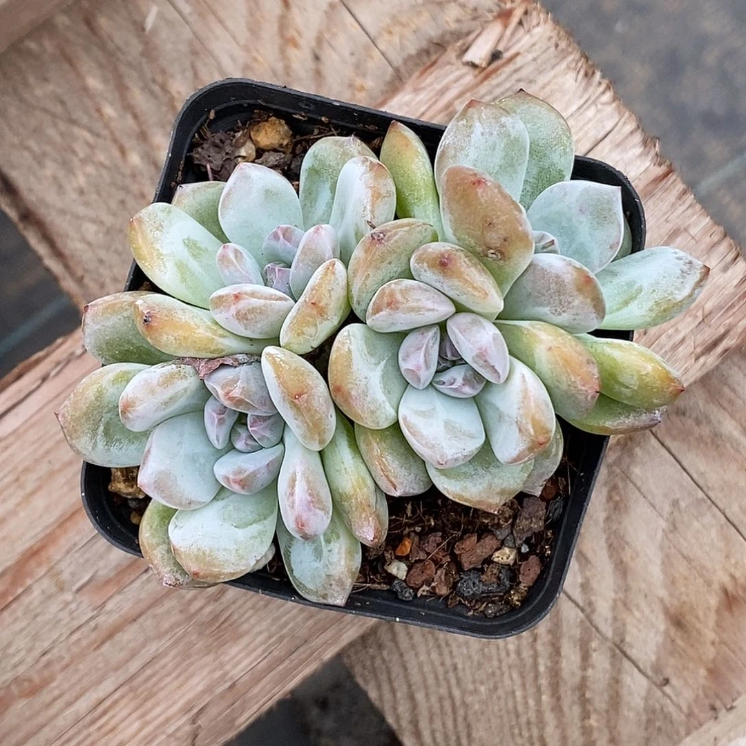 梦露30包邮非偏远