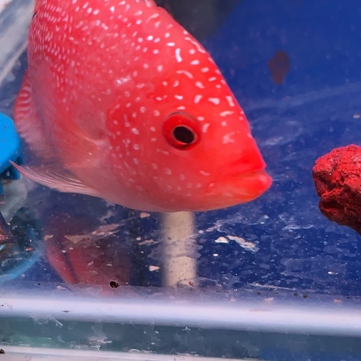 罗汉鱼马来罗汉鱼