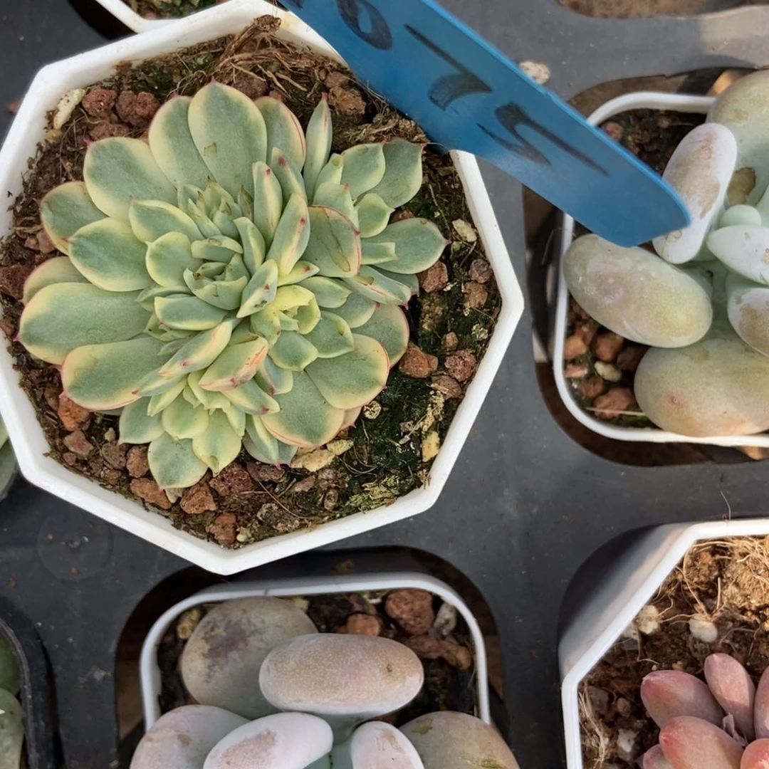 7075梦幻玫瑰锦多肉