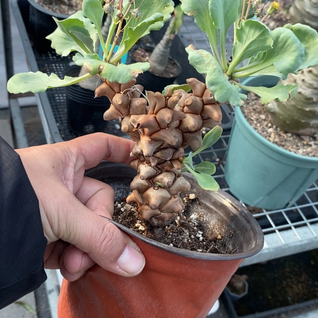 蛮鬼塔厚炖菊多肉植物