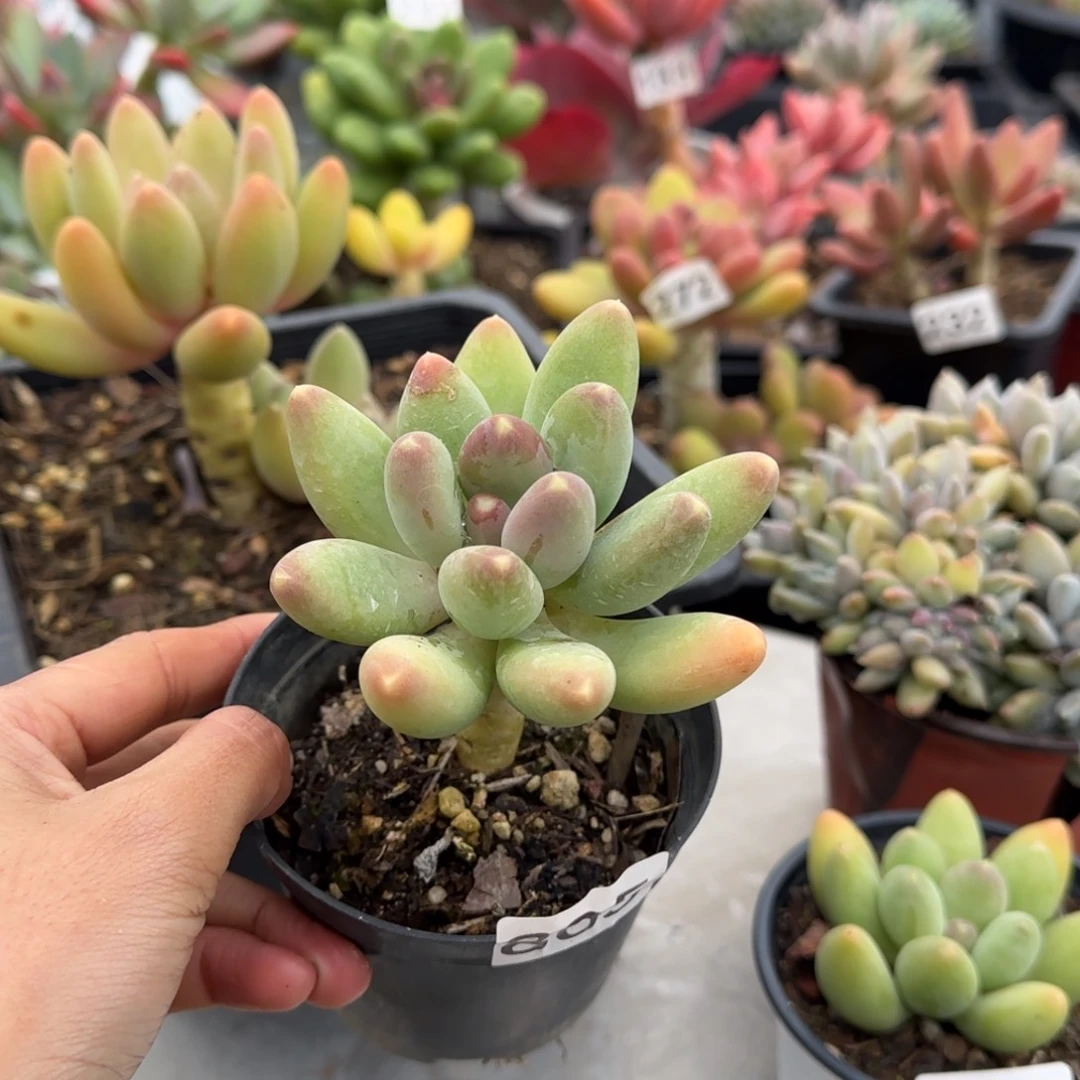 虾***米805号 一物一拍 一物一拍