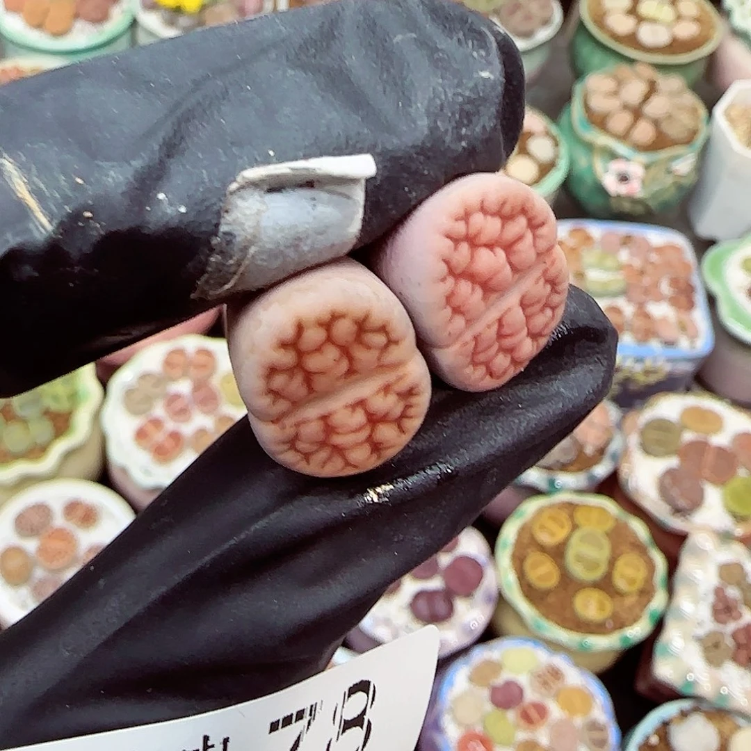 生石花满18包邮1202-78