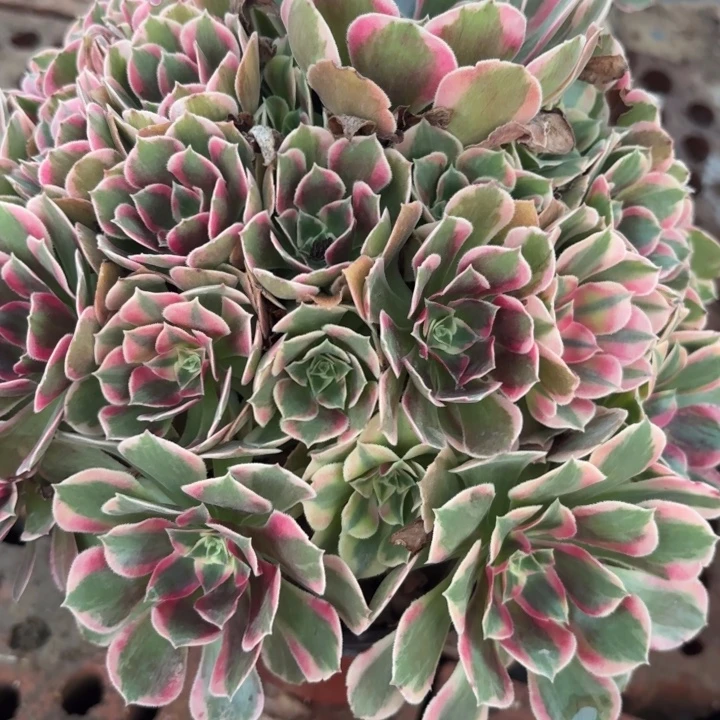 粉女巫变异少女不包损64