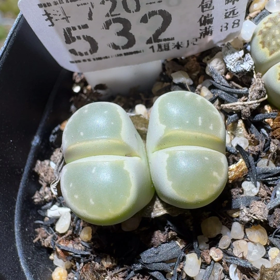 Sss清仓大放送532