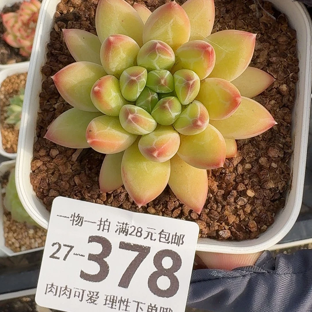 胖体青花瓷无盆土发货
