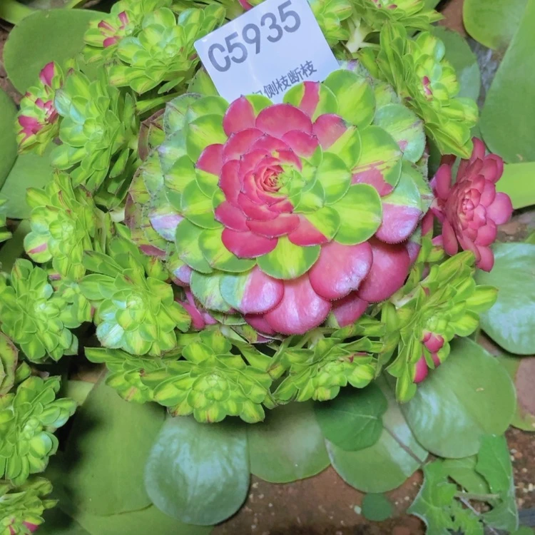 【闪购商品】哥***说5935多肉