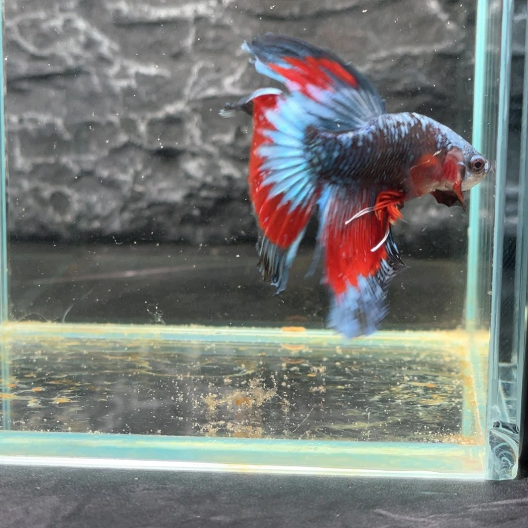 斗鱼银河暗黑碎星半月公