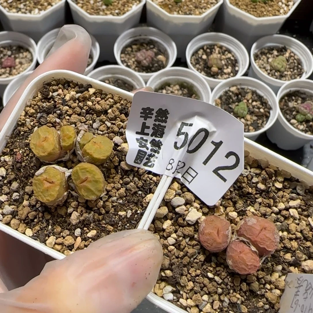 L****8.2。烧卖*2。  5012